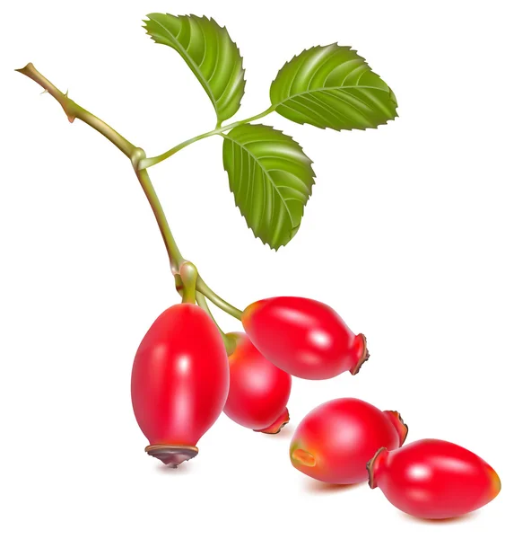 Fruit de la hanche rose avec feuilles — Image vectorielle