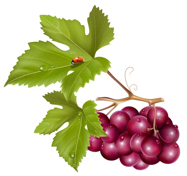 Aglomerado de uvas — Vetor de Stock