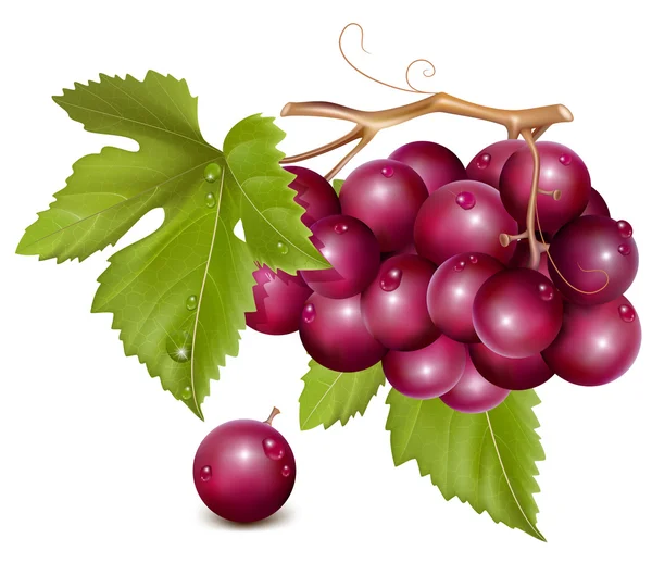 Aglomerado de uvas — Vetor de Stock