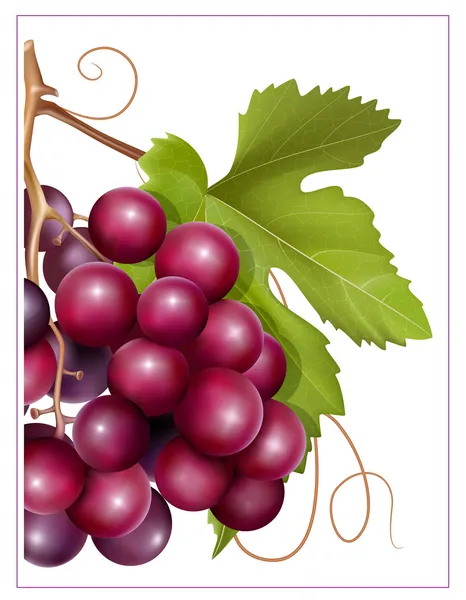 Grape cluster — Stock Vector