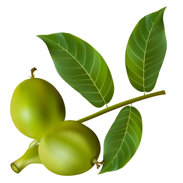 Green olives with leaves. — Stock Vector