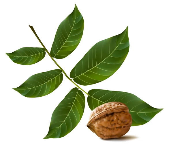 Circassian walnuts — Stock Vector