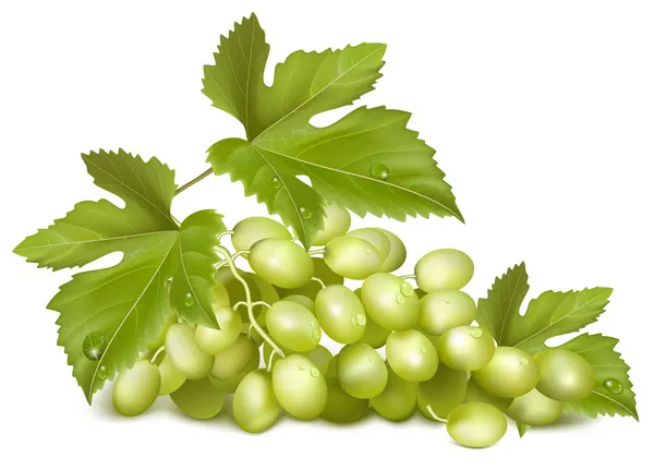 Green grapes with leaves. — Stock Vector