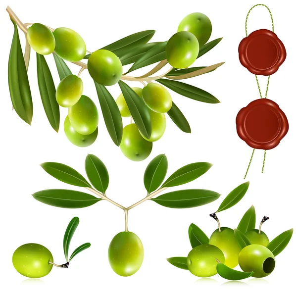 Зеленые оливки с листьями . — стоковый вектор