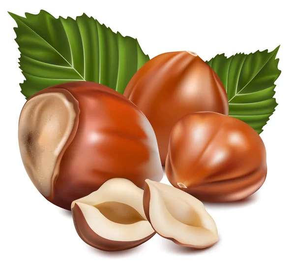 Hazelnuts with leaves. — Stock Vector