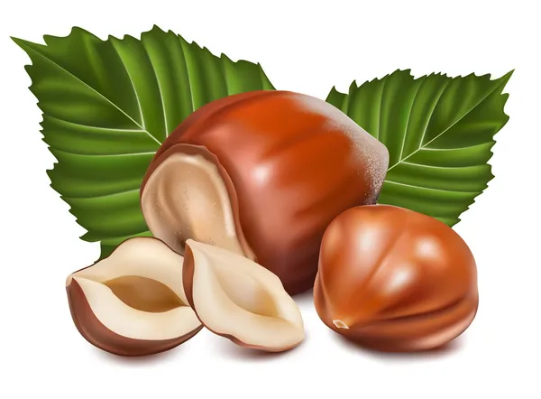 Hazelnuts with leaves. — Stock Vector