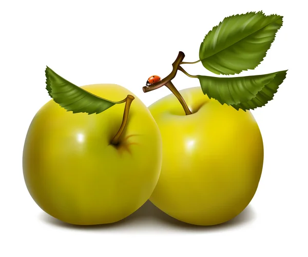 Зеленые яблоки с листьями — стоковый вектор