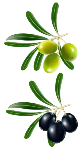 Aceitunas verdes con hojas . — Vector de stock