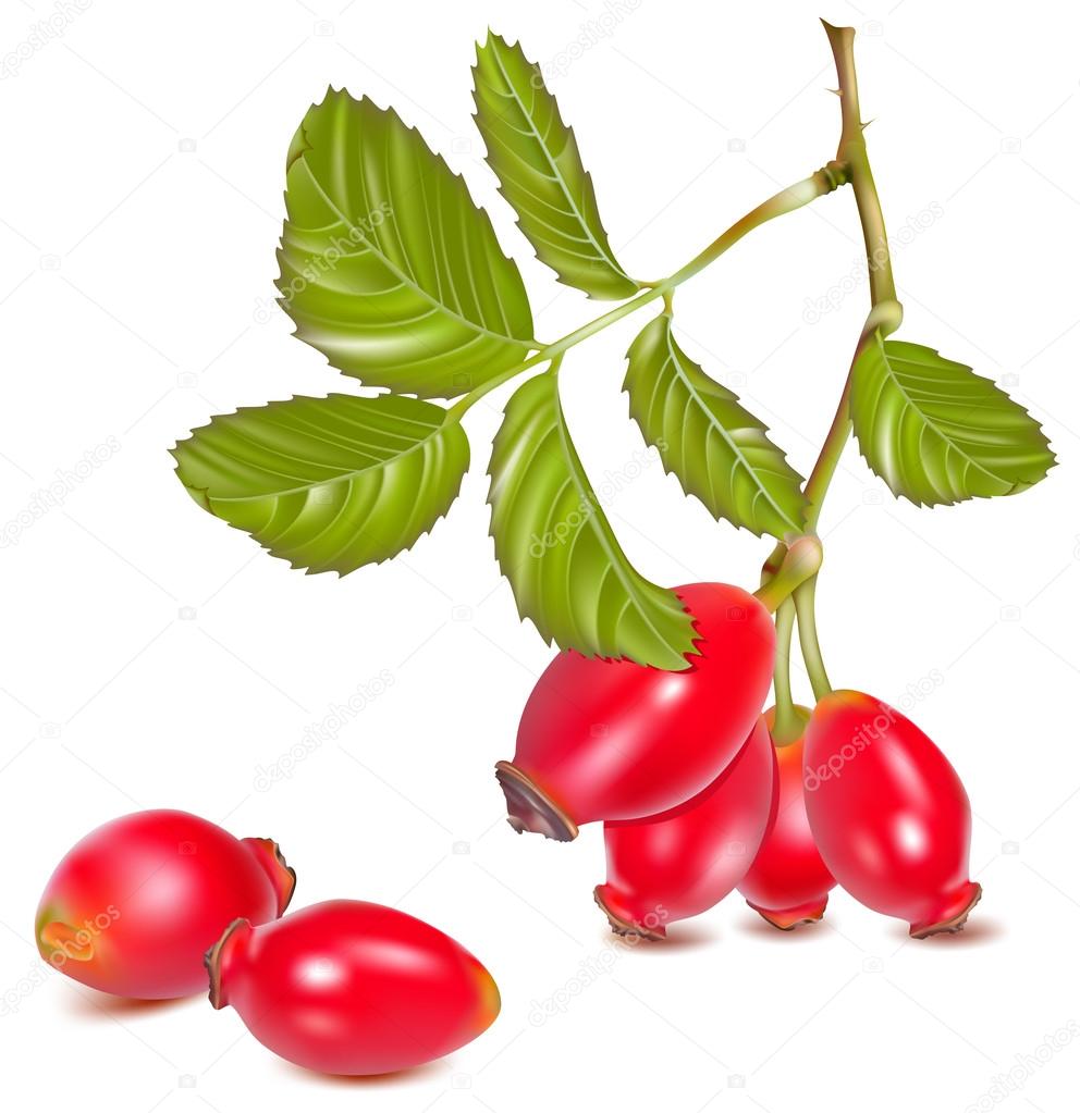 Red Rose Hip Stock Vector Image By C Ivelly Red Rose Hip Stock Vector Image By C Ivelly