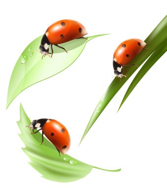 Ladybird yaprak üzerinde