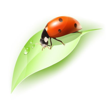 Ladybird yaprak üzerinde
