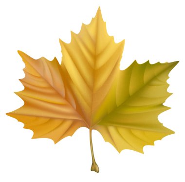 Sarı akçaağaç yaprağı.