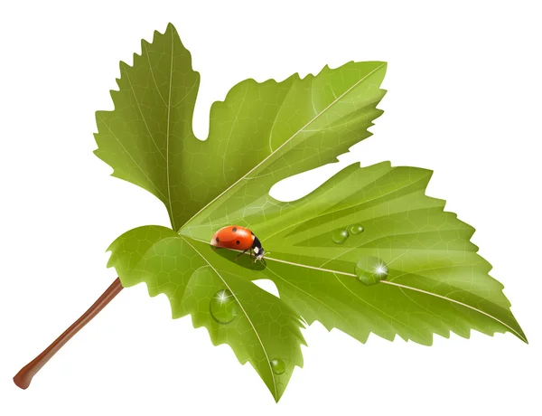 Coccinella su foglia — Vettoriale Stock