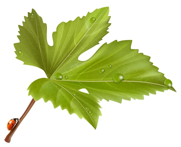 Ladybird on leaf — Stock Vector