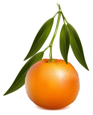 taze mandalina
