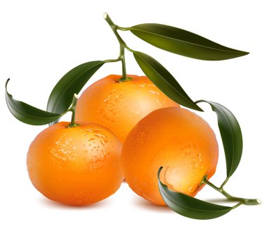 taze mandalina