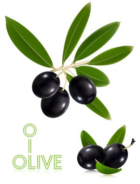 Yapraklı siyah zeytin.
