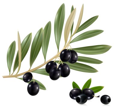 Yapraklı siyah zeytin.