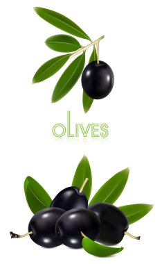 Yapraklı siyah zeytin.