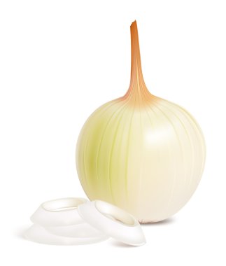 vektör soğan.
