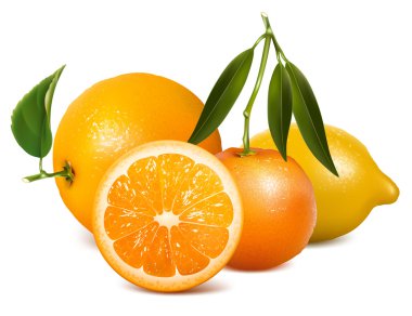 taze olgun turuncu vektör