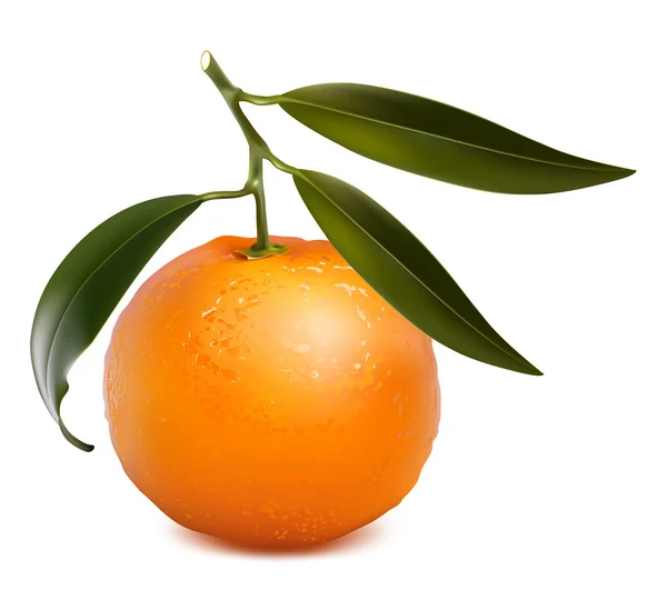 Tangerine segar - Stok Vektor