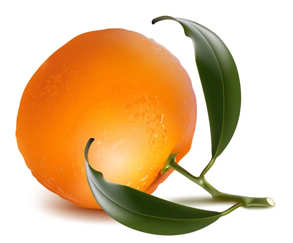 Mandarina con hojas . — Vector de stock