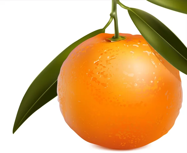 Mandarino con foglie . — Vettoriale Stock