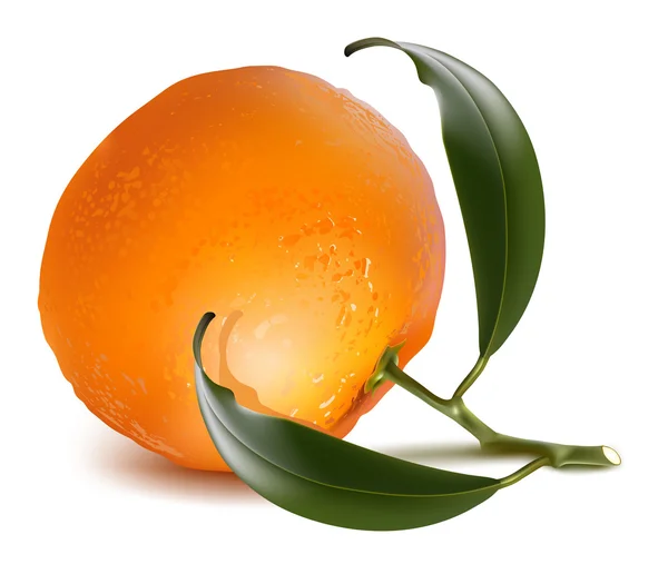 Frische Mandarine — Stockvektor