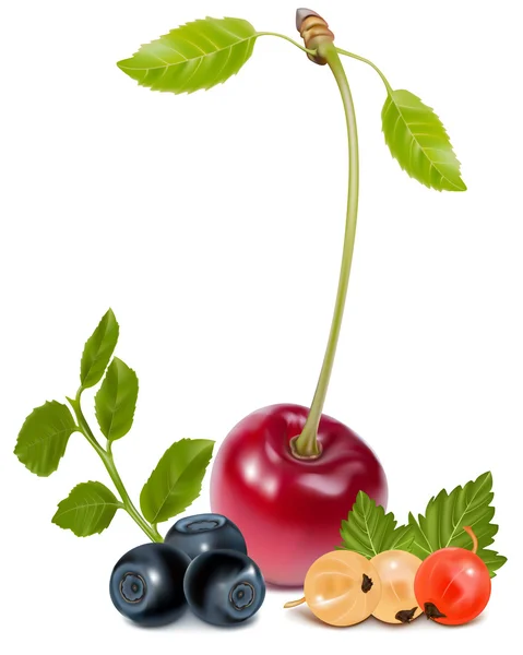 Ripe berries. — Stock Vector