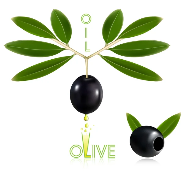 Aceitunas negras con hojas . — Vector de stock