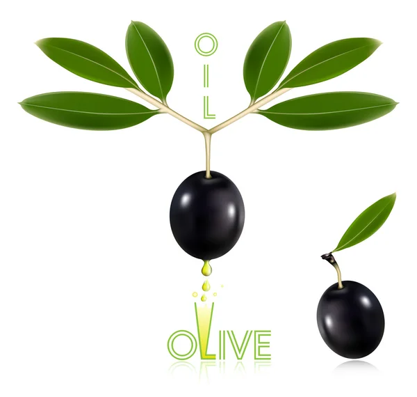 Aceitunas negras con hojas — Vector de stock