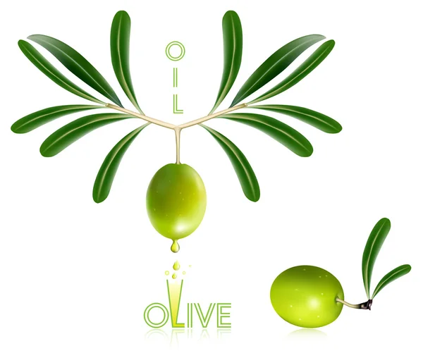 Grüne Oliven mit Blättern — Stockvektor