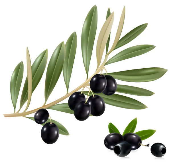 Schwarze Oliven mit Blättern. — Stockvektor