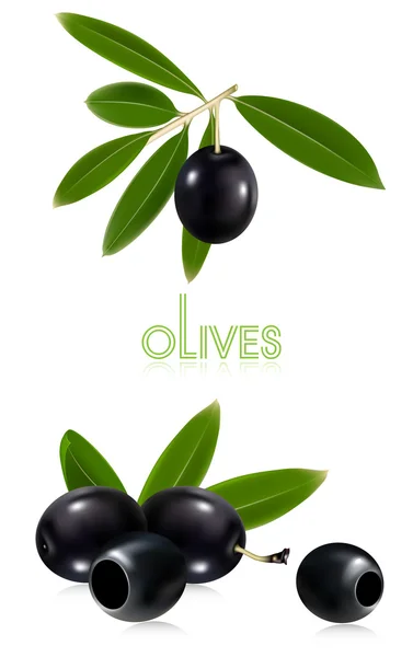 Aceitunas negras con hojas . — Vector de stock