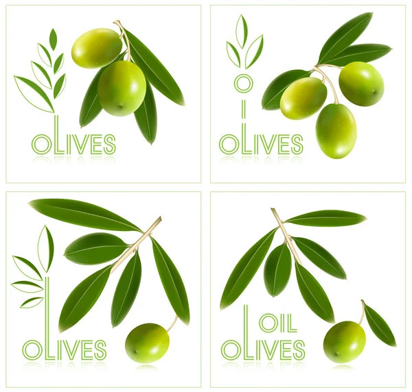 Logo. Olives. — Stock Vector