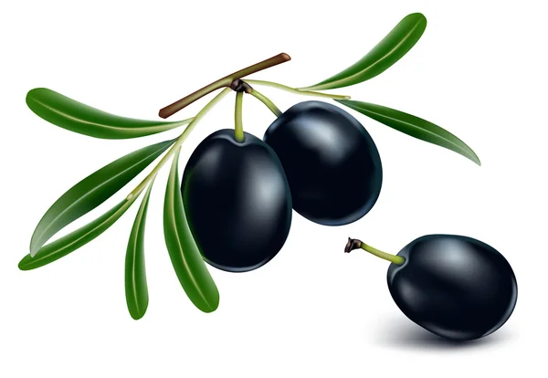 Aceitunas negras con hojas . — Vector de stock