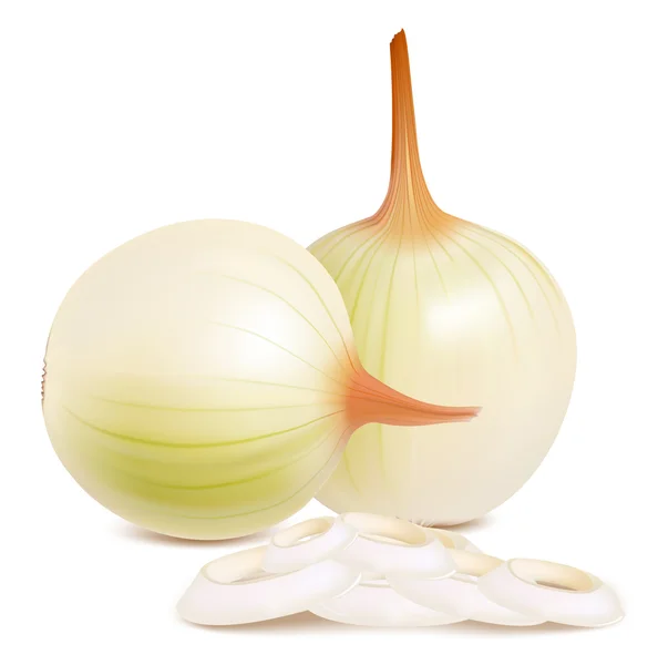 Vector of onion. — Stock Vector