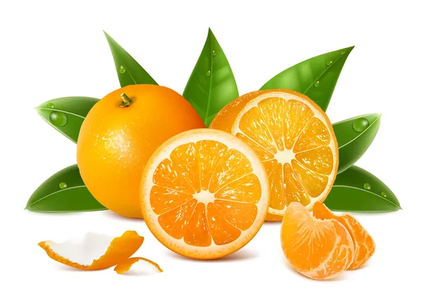 Vector de naranjas maduras frescas — Vector de stock