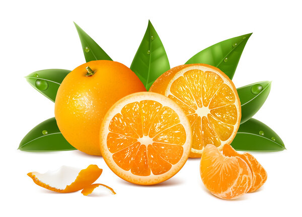 Vector fresh ripe oranges
