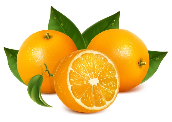 Naranjas frescas maduras con hojas . — Vector de stock