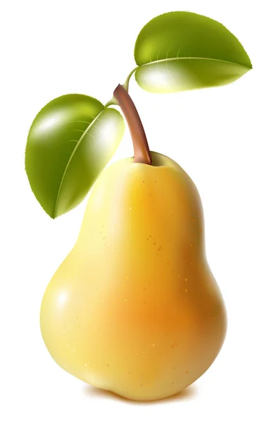 Mogna päron med gröna blad. — Stock vektor
