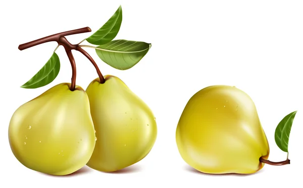 Rijp peren met waterdruppels. — Stockvector