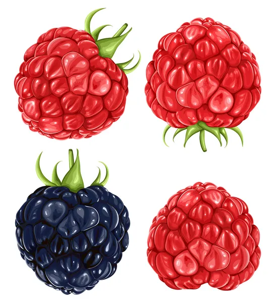 Raspberries & blackberry — Stock Vector