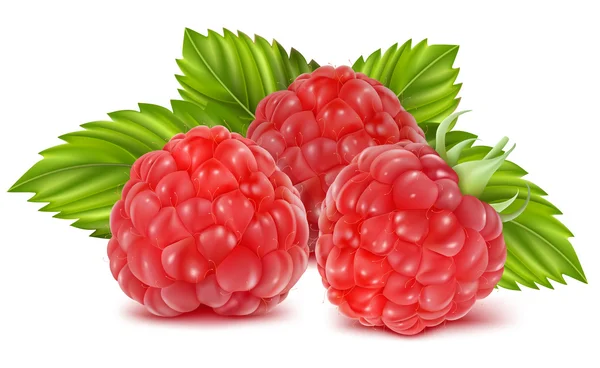 Ripe raspberries. — Stock Vector