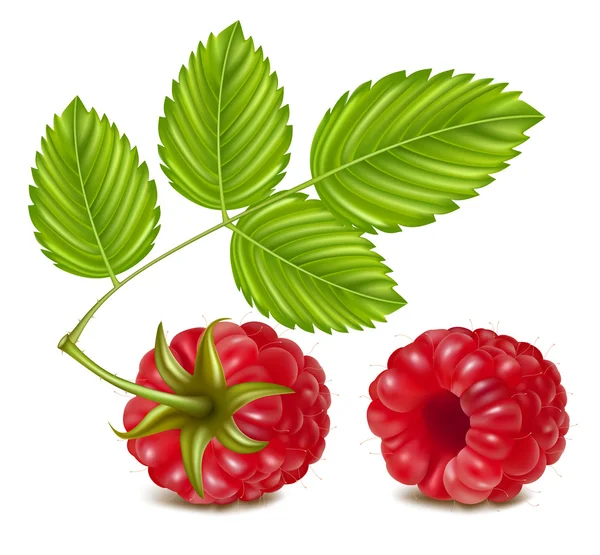 Ripe raspberries. — Stock Vector