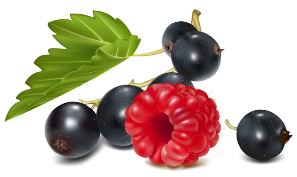 Ribes nero e lampone maturo . — Vettoriale Stock