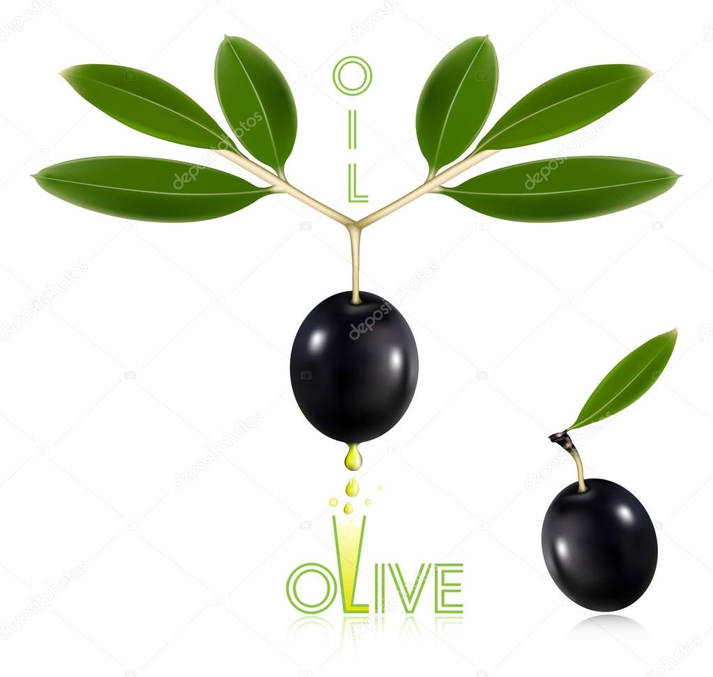 Black olives with leaves — Stock Vector © ivelly 33522307