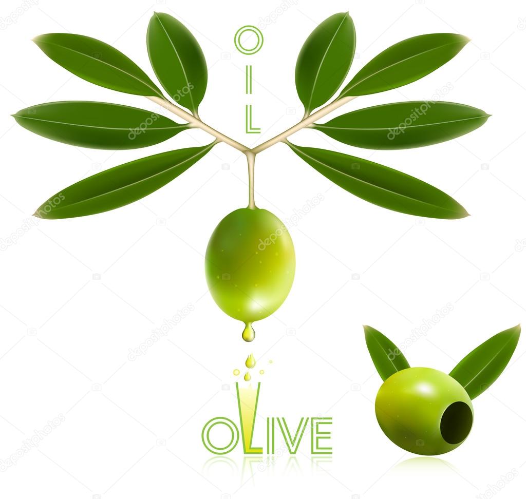 Green olives with leaves Stock Vector Image by ©ivelly 33522321