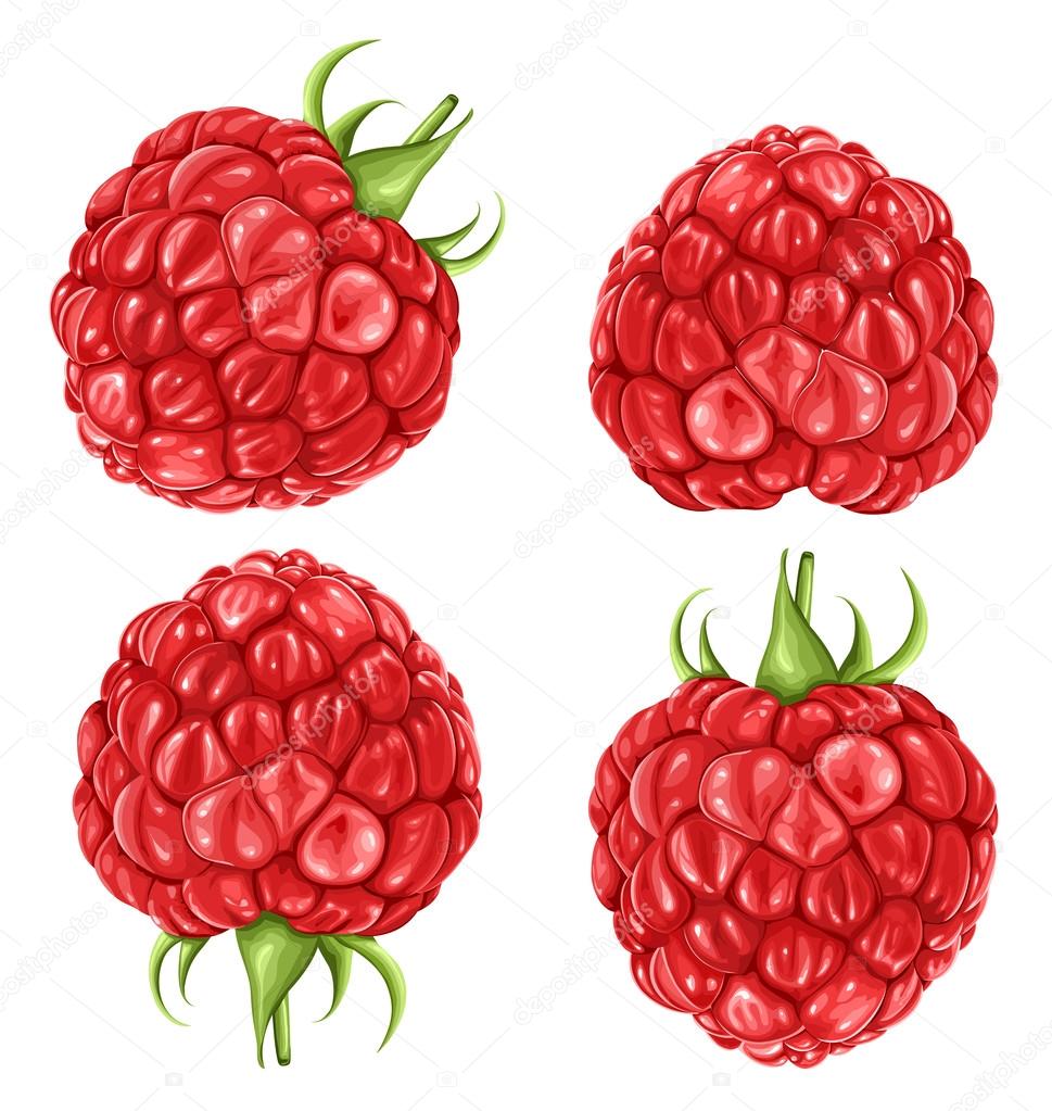 illustration of raspberry
